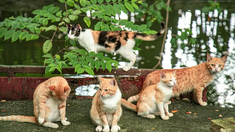 cats in vietnam