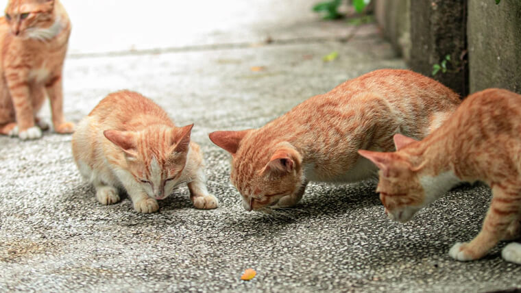 vietnamese cats