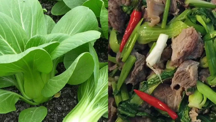 vegetables in vietnamese