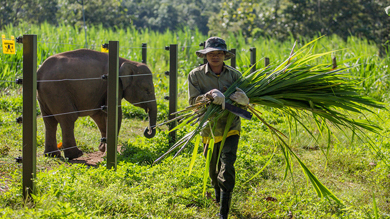 elephant in vietnam