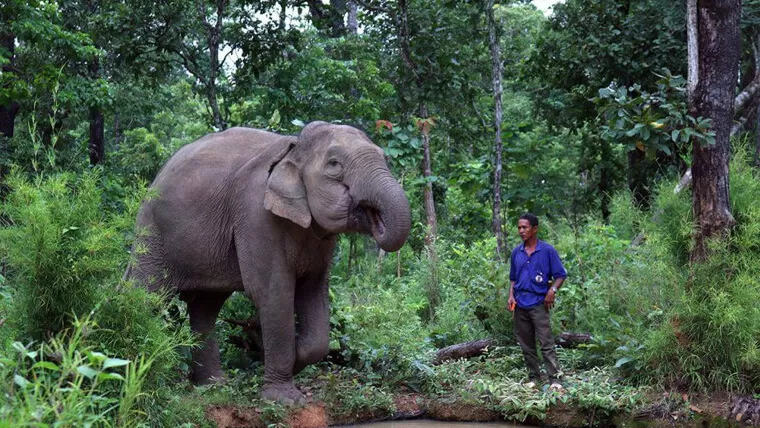 vietnamese elephants