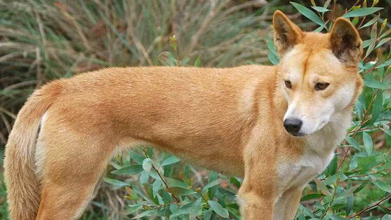 vietnam dog breeds