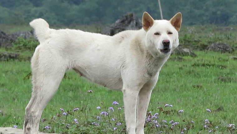 vietnam dogs