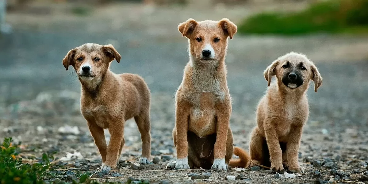 vietnamese dogs