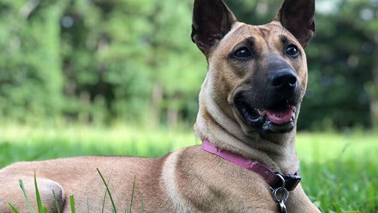 are phu quoc ridgeback the most intelligent dogs