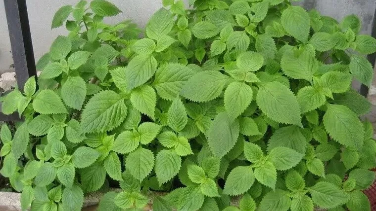 vietnamese herbs for pho