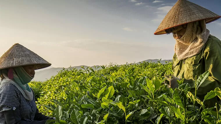 vietnamese tea culture
