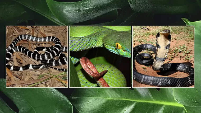 snake in vietnamese