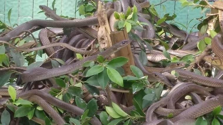 vietnamese snakes