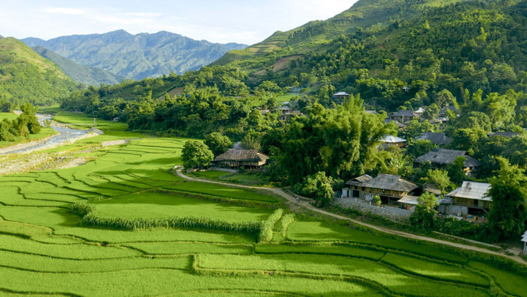 glutinous rice in vietnam