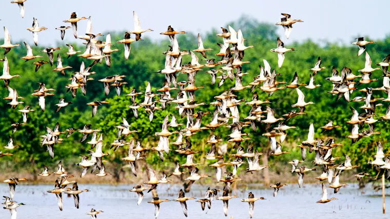 birds of vietnam