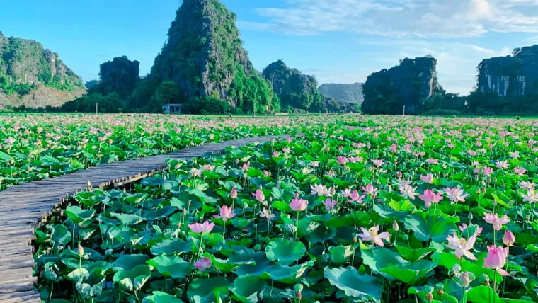 vietnamese lotus flower
