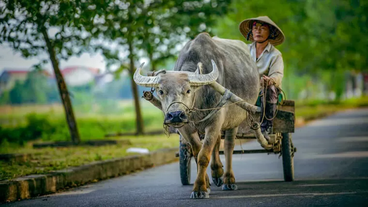 vietnam water buffalo