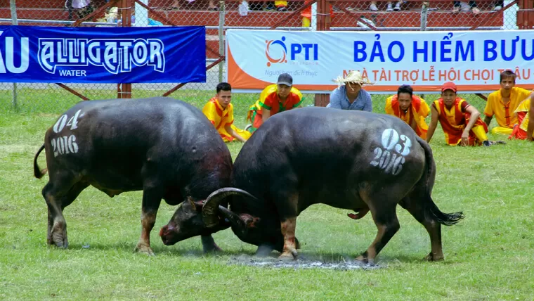 water buffalo vietnamese culture