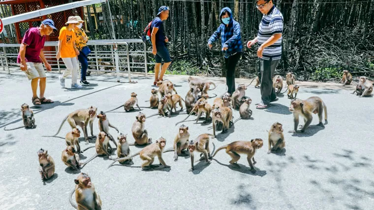 monkey sanctuary vietnam