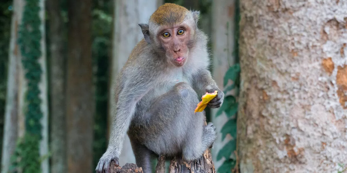 monkeys in vietnam