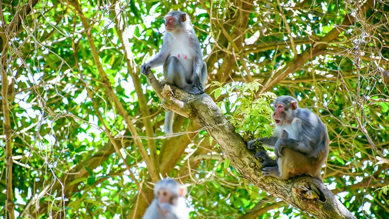 types of monkeys in vietnam