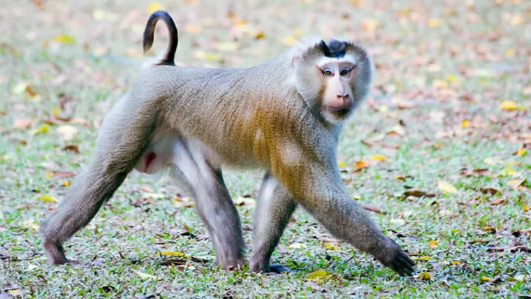 vietnamese monkeys