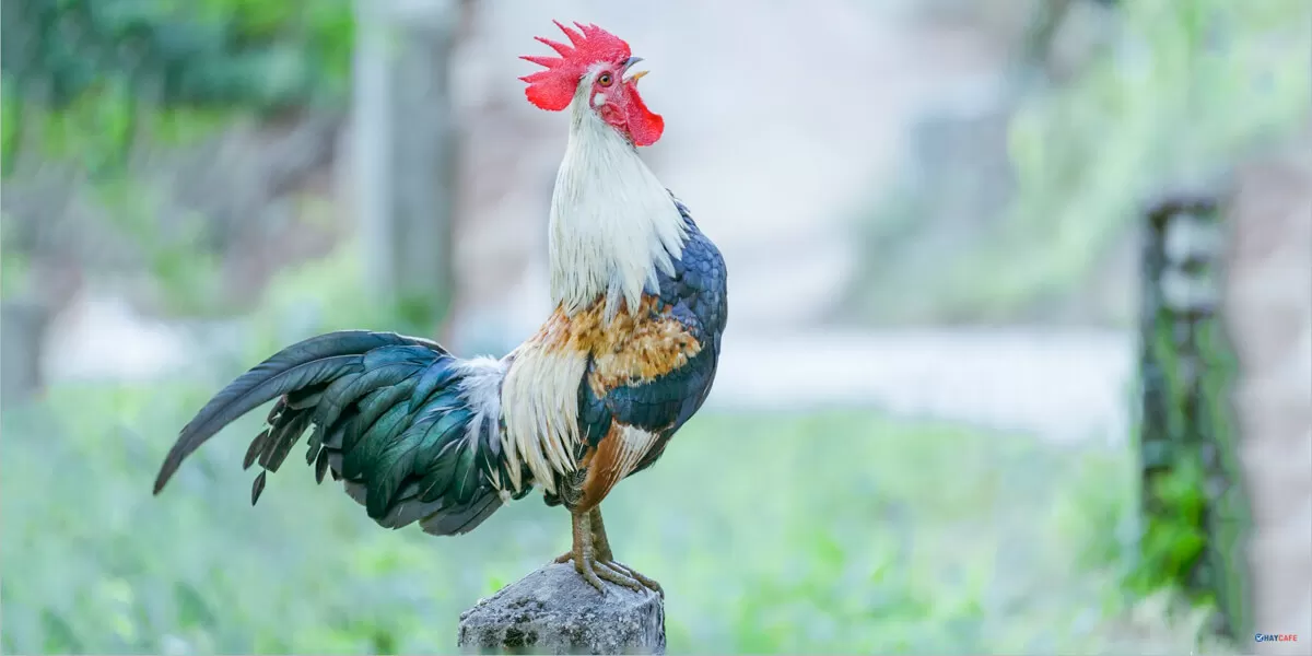 vietnamese chickens