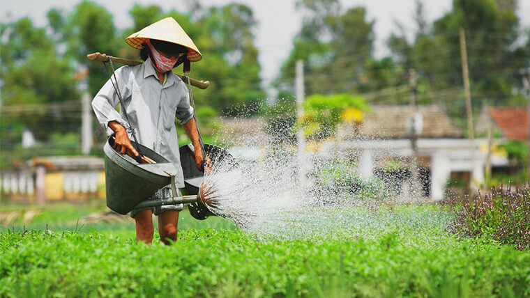 hoi an attractions vegetable village