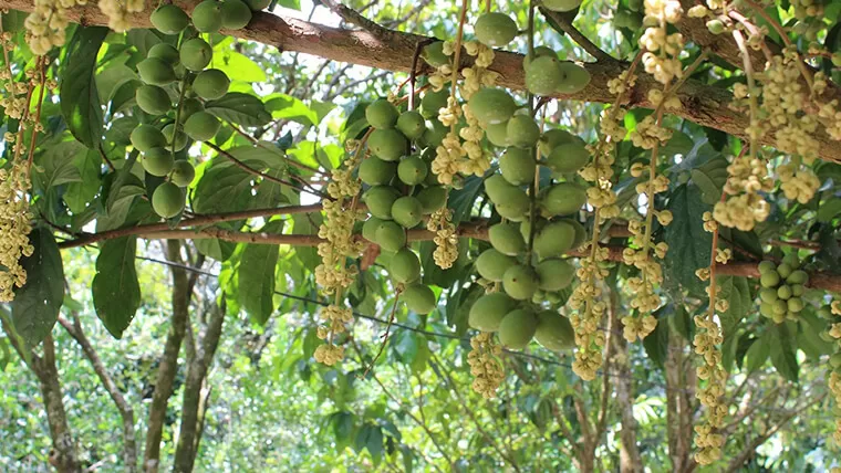 Fruit in Cu Chi tunnel