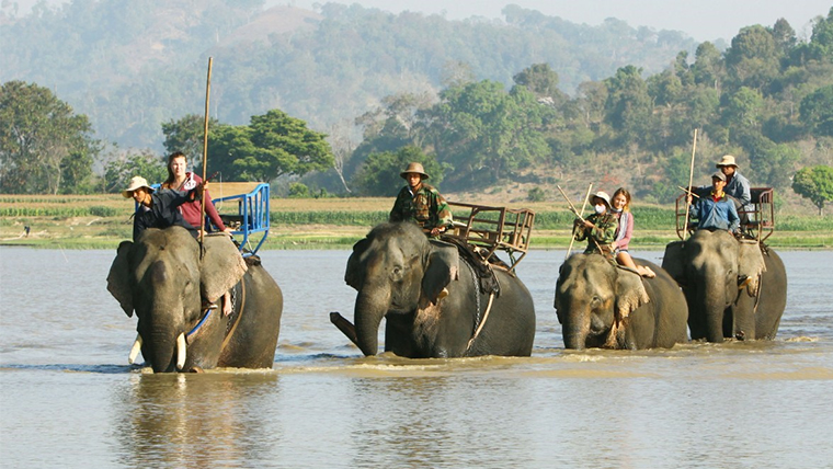 #3 main types of forest in Vietnam: Jungle, Mangrove and National park