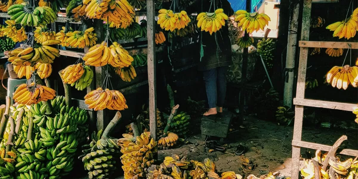 Bananas in Vietnam title