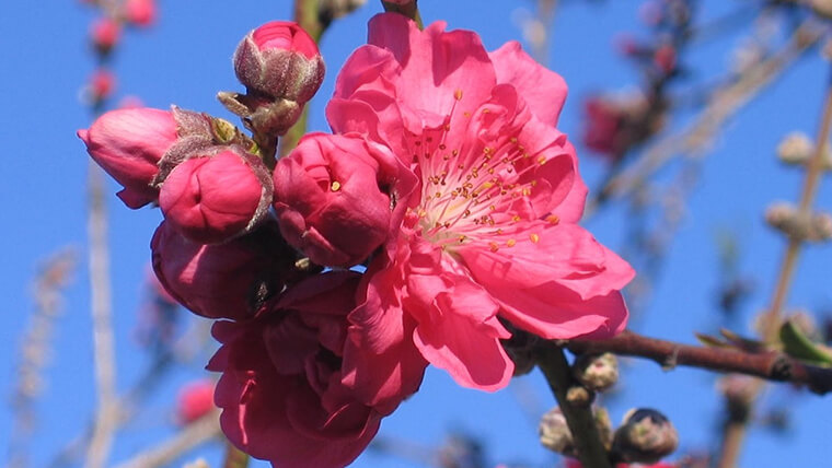 Peach blossom in Hanoi weather in February