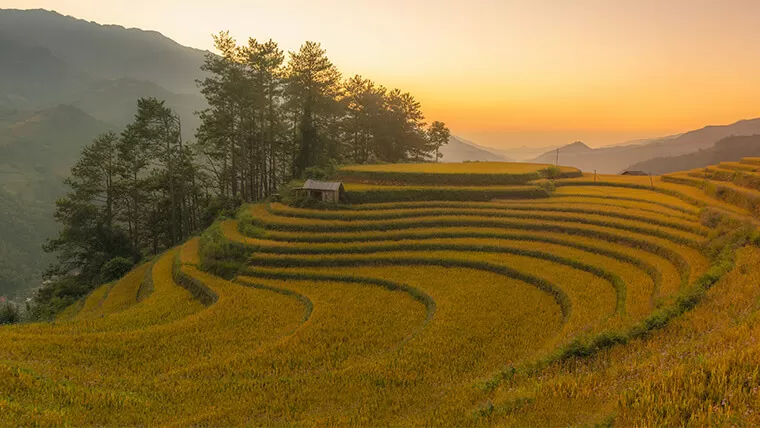 mu cang cahi rice fields in vietnam