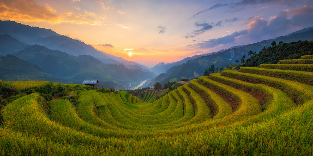 Rice fields in Vietnam - a masterpiece containing the beauty of labor