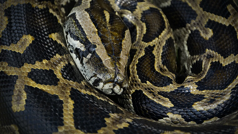 Snake wine from Vietnam