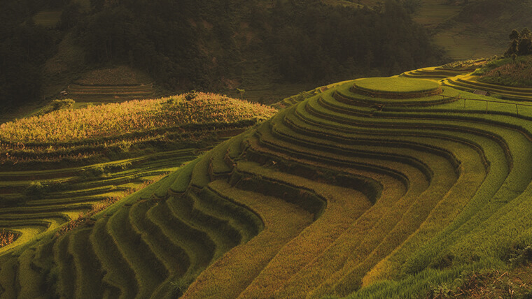 Mu Cang Chai rice terraces