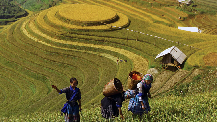 Rice terraces in Mu Cang Chai