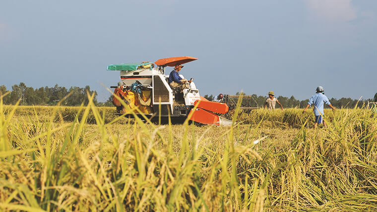 visit mekong delta rice fields