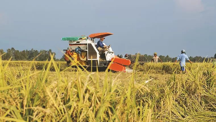 visit mekong delta rice fields