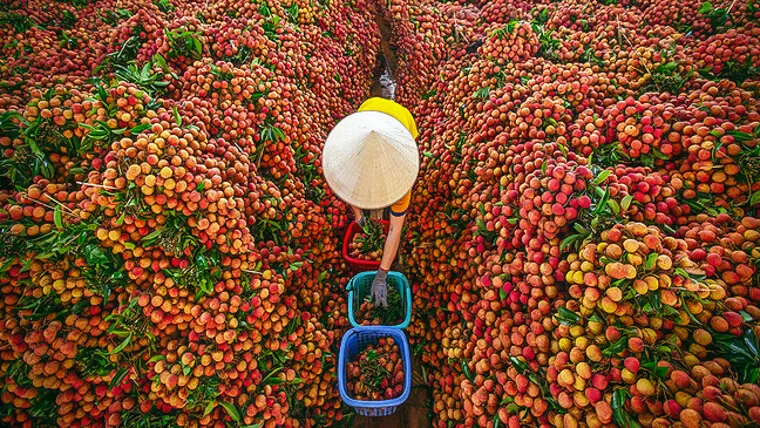 bac giang province lychee